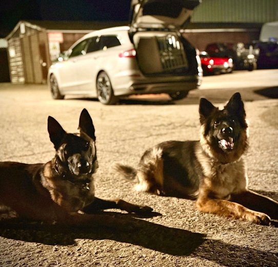 Two dogs peacefully lying on the ground, one brown and one black, enjoying a moment of relaxation together.